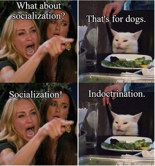 funny socialization white cat homeschool meme
